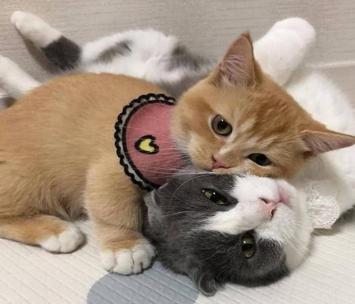 Avatar mèo đôi đẹp, đáng yêu