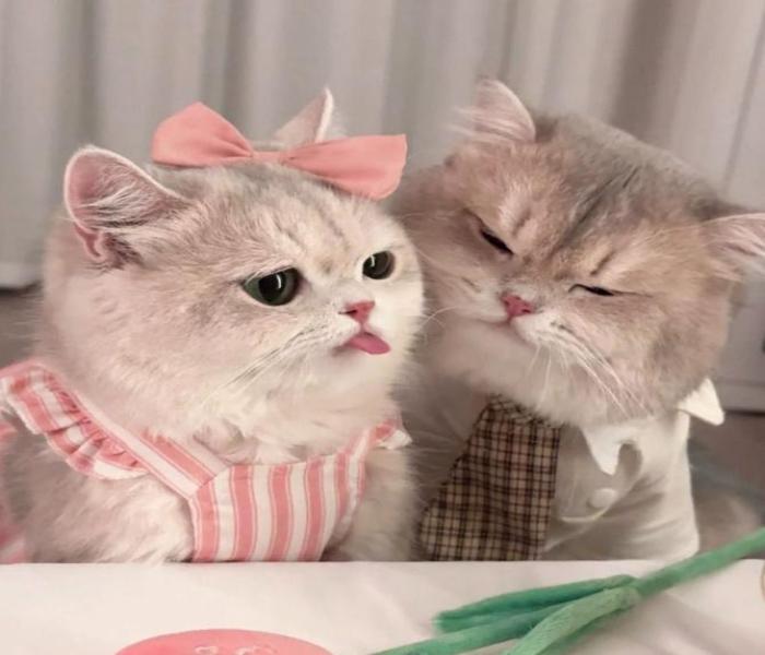 Avatar mèo đôi với người yêu