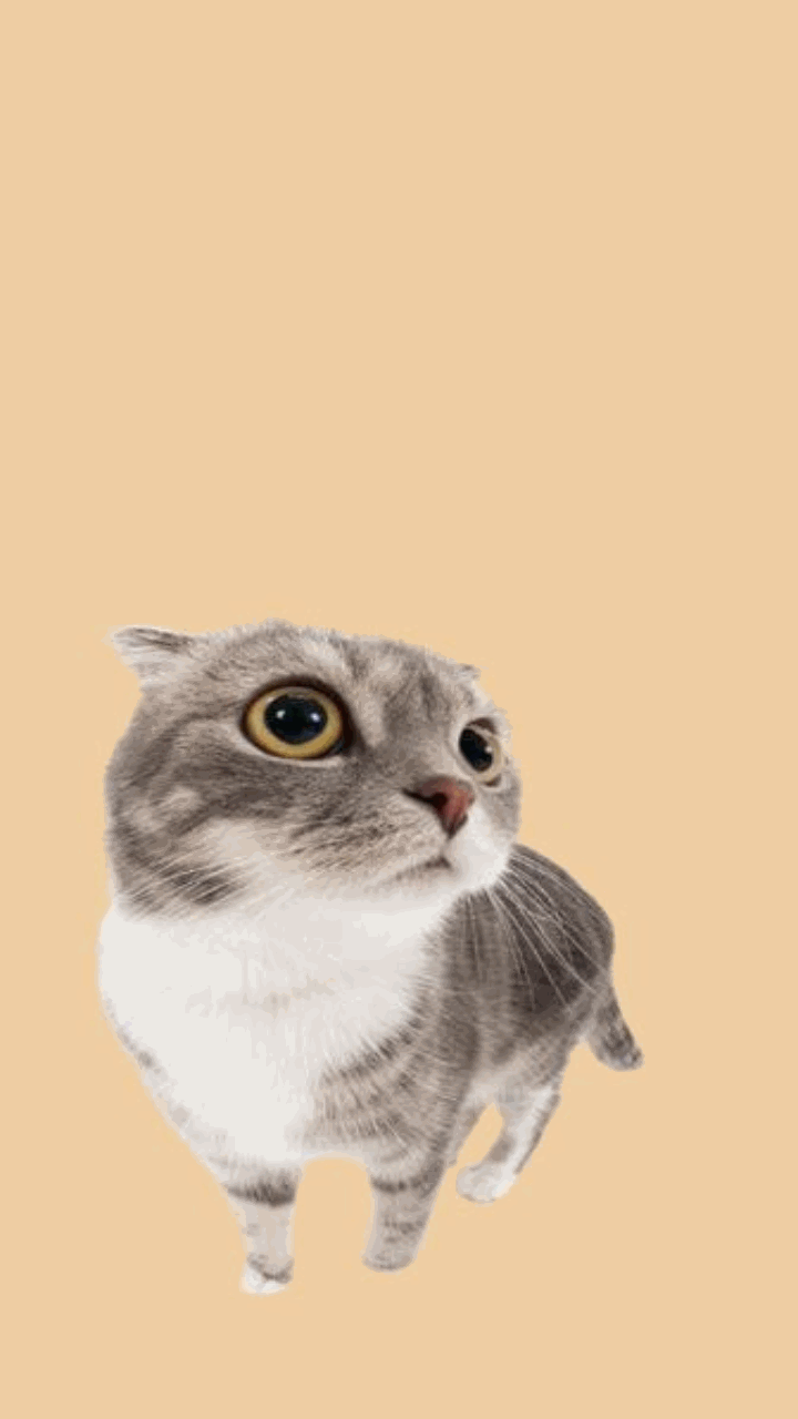 Hình mèo meme cho điện thoại xinh xỉu
