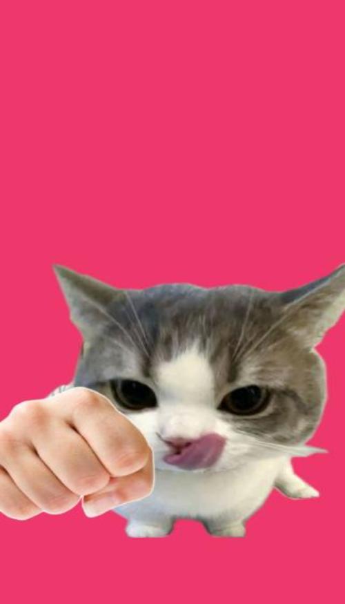 Hình nền mèo meme cho điện thoại 