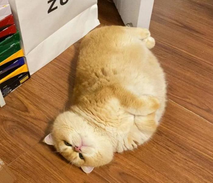 Hình đại diện mèo béo cute