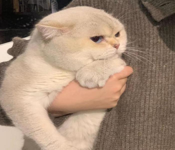 Hình đại diện mèo béo cute