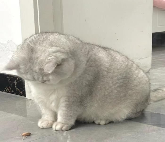 Hình đại diện mèo béo cute