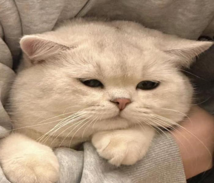 Hình đại diện mèo béo cute