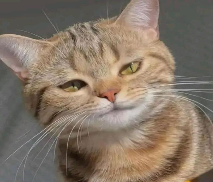 Hình ảnh mèo ngáo ngố cute đáng yêu
