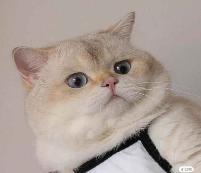 Hình con mèo ngáo ngố dễ thương