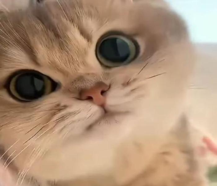 Hình ảnh mèo ngáo ngố cute đáng yêu