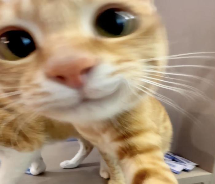 Hình con mèo ngáo ngố dễ thương