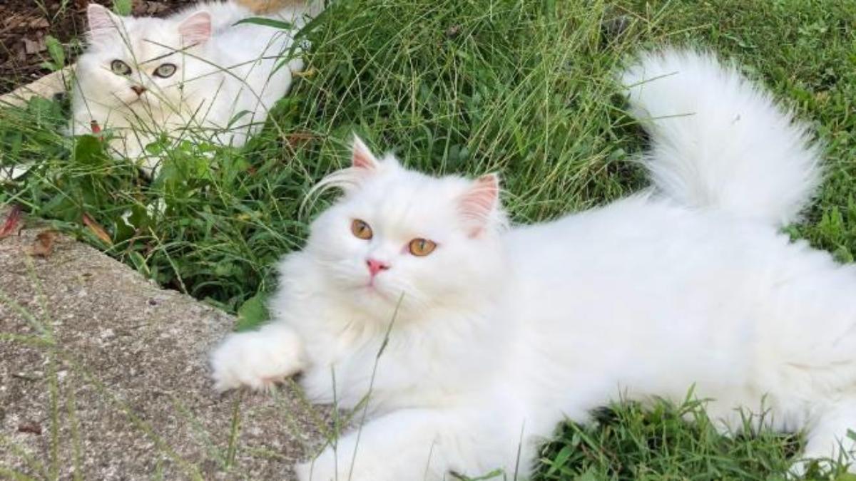 Ảnh nền mèo trắng cho máy tính cực đáng yêu