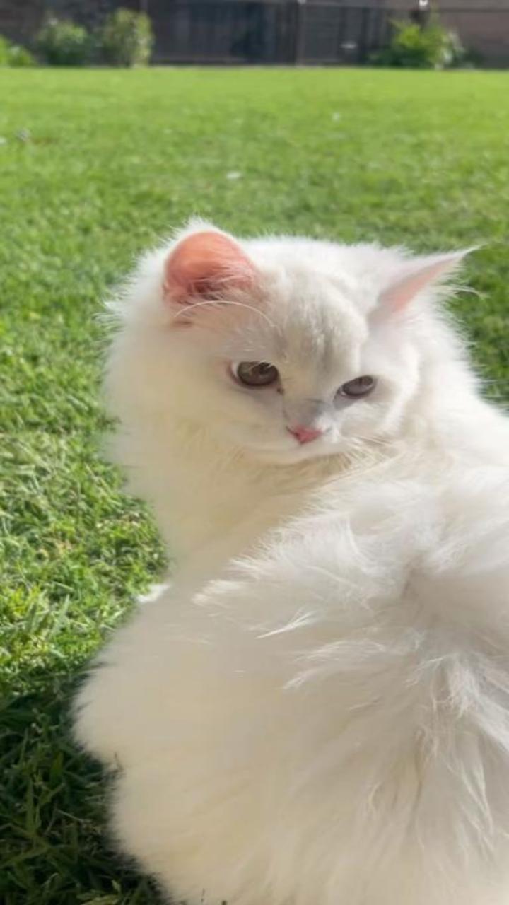 Hình nền mèo trắng cute cho ĐT