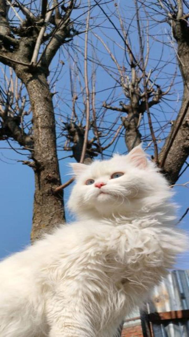Hình nền mèo trắng cute cho ĐT