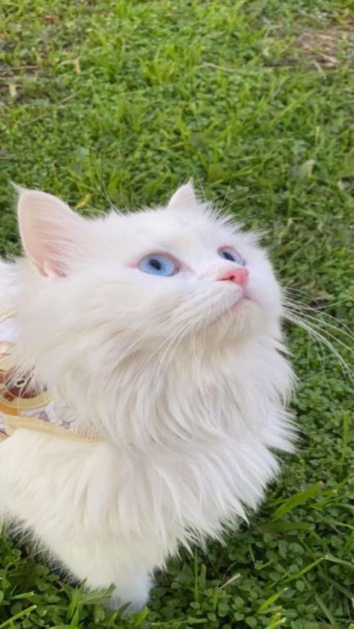 Hình nền mèo trắng cute cho ĐT
