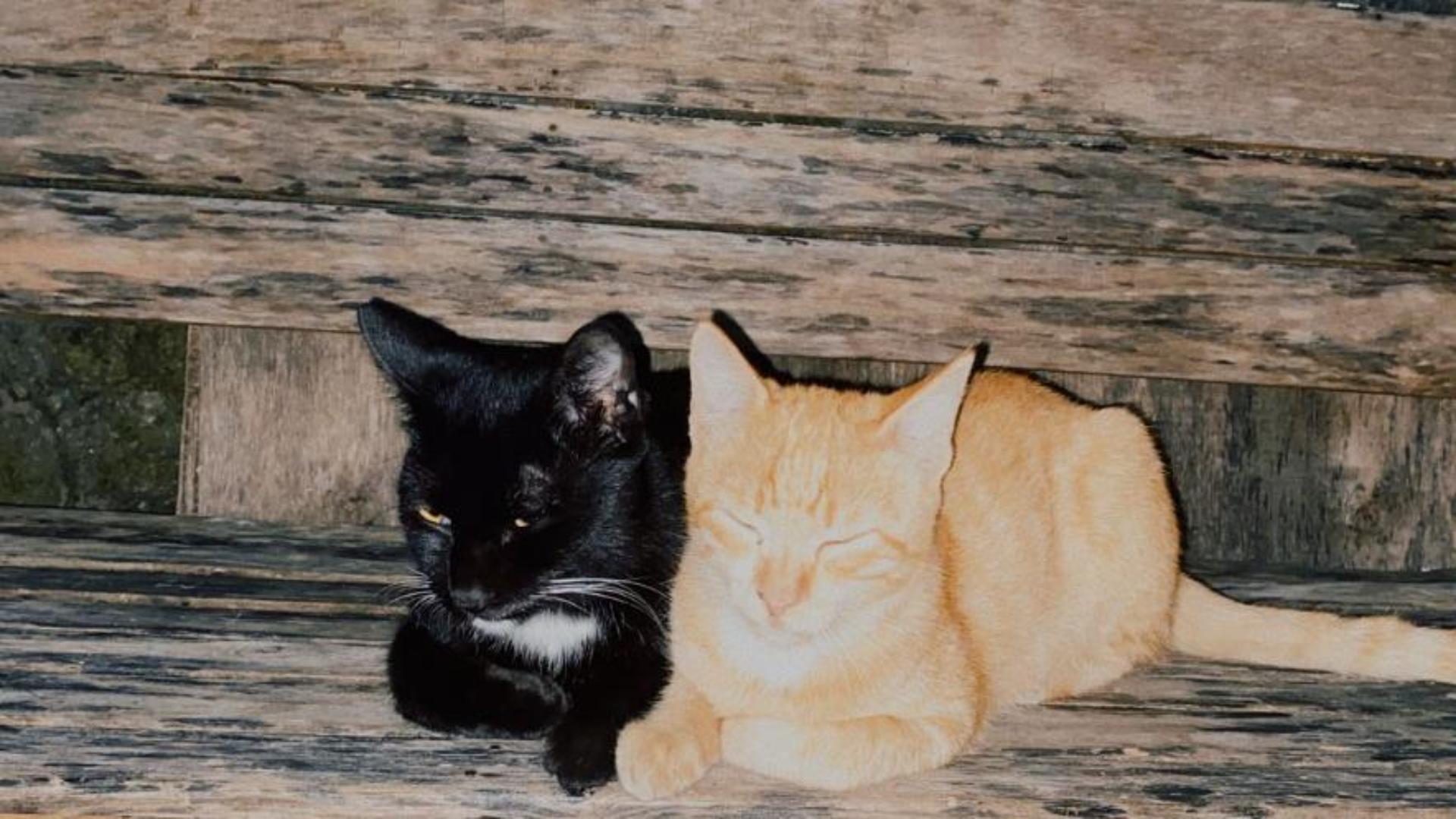 Hình nền cặp đôi mèo cho máy tính cute
