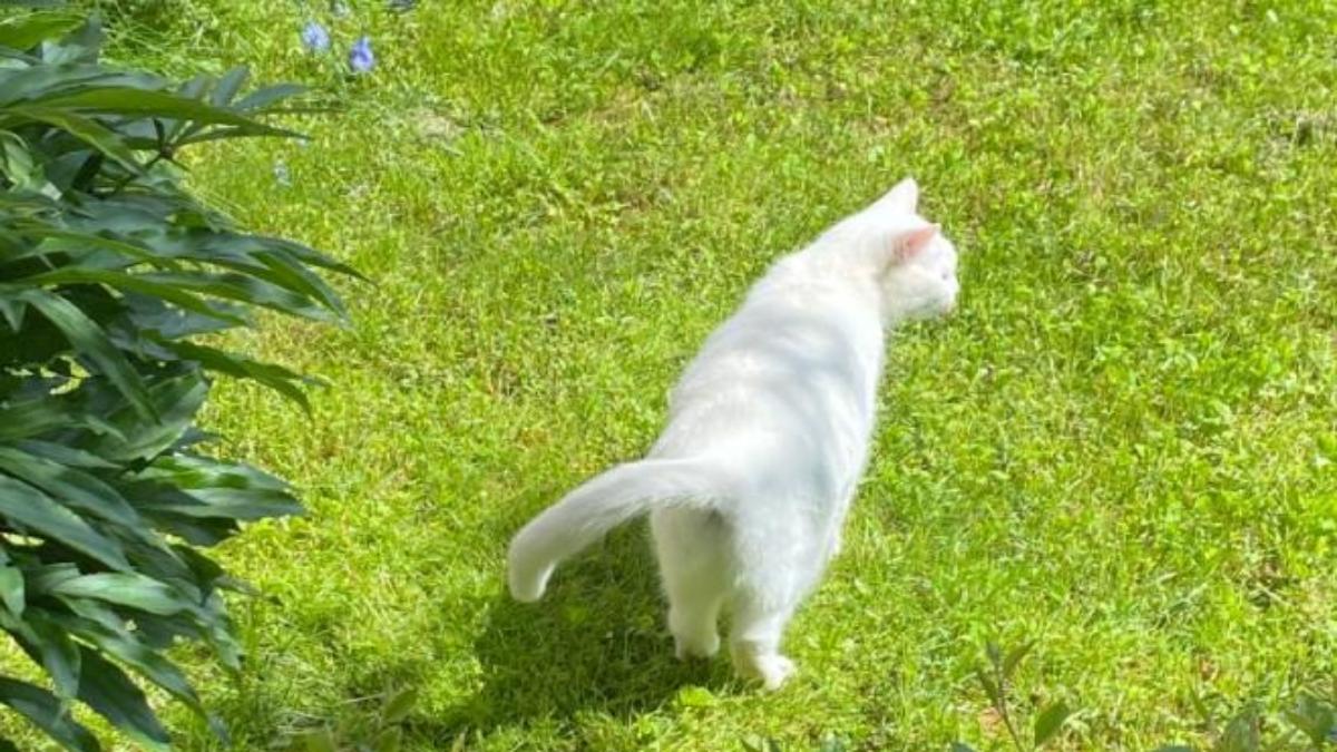 Mèo cute hình nền máy tính dễ thương