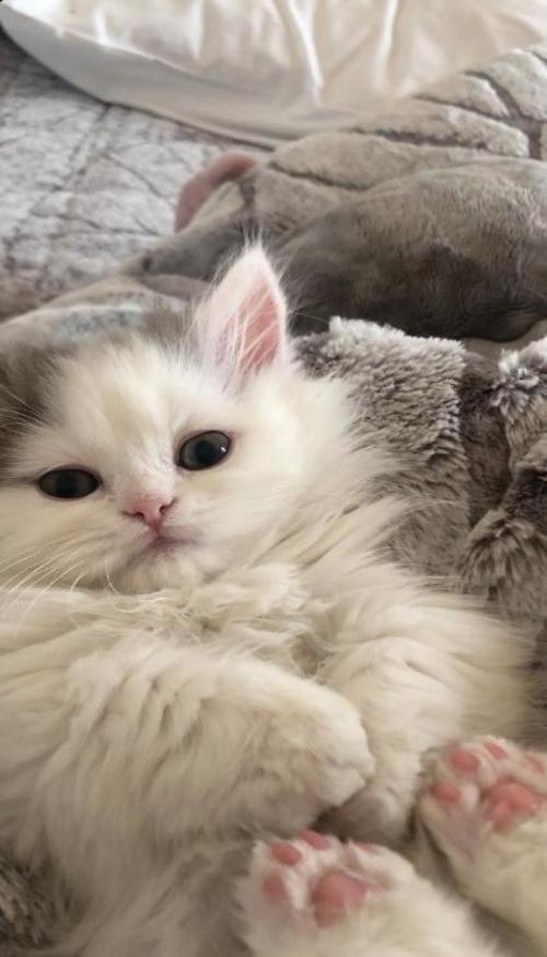 Con mèo con siêu đáng yêu cho điện thoại