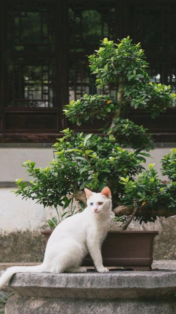 Hình nền mèo xinh cho điên thoại