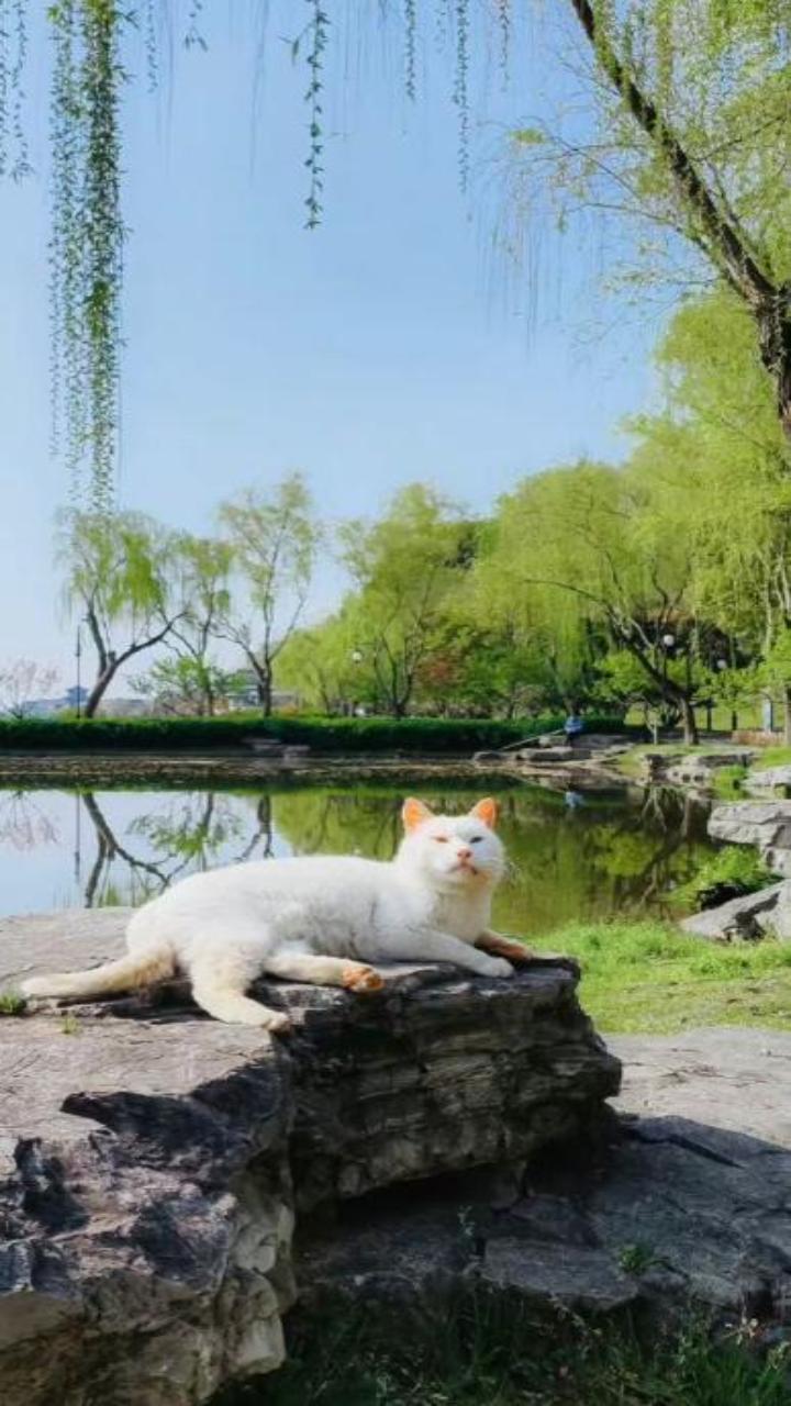 Hình nền mèo xinh cho điên thoại