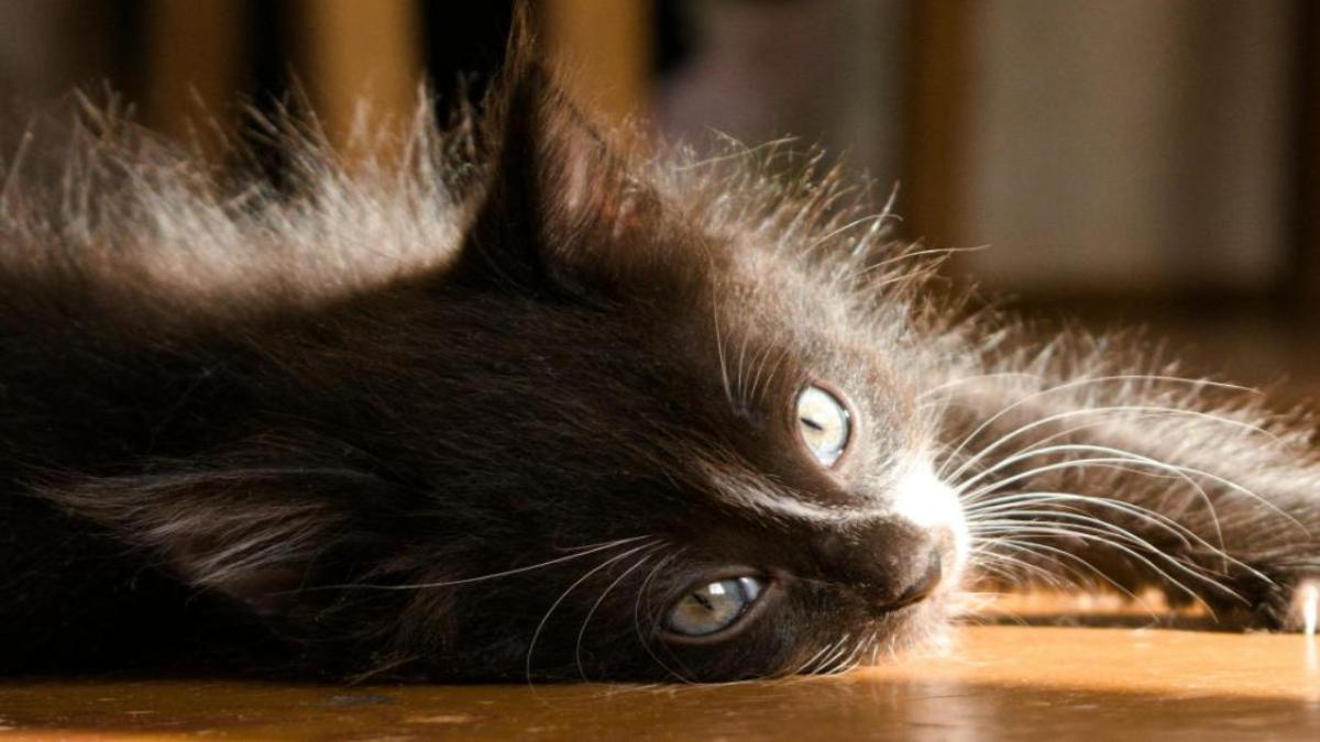 Hình nền mèo đen cute đáng yêu cho máy tính