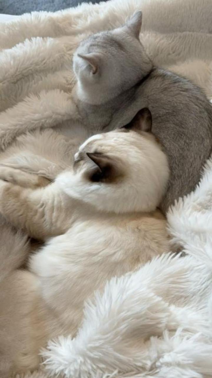 Hình nền đôi mèo đáng yêu cho điện thoại