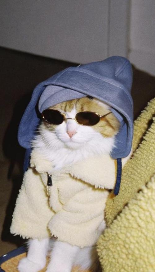 Hình nền mèo cho điện thoại cute