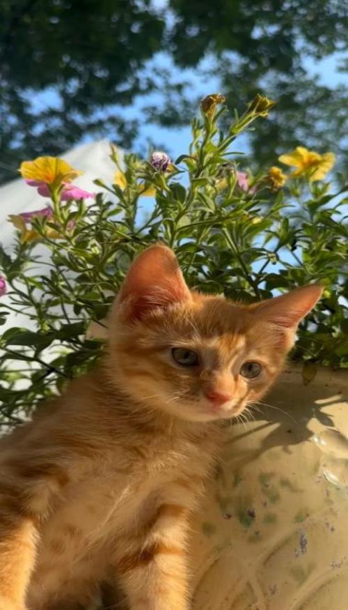 [Hình Nền Mèo] Tổng Hợp Hình Nền Mèo Đẹp, Cute Cho Điện Thoại, PC