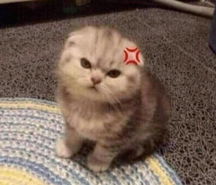Hình ảnh mèo meme cute
