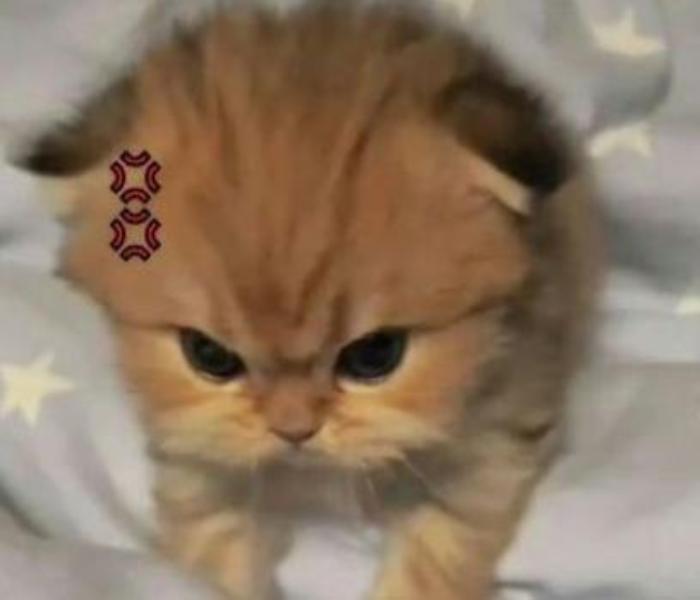 Hình ảnh mèo meme hài hước đáng yêu
