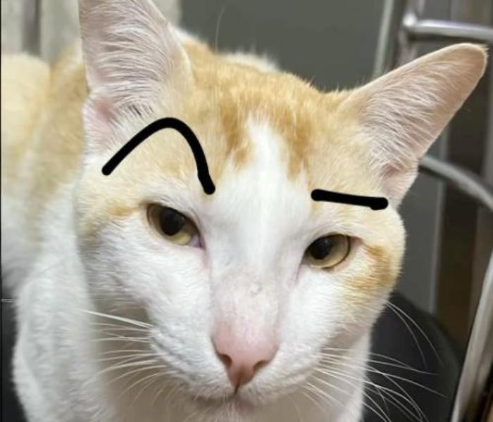 Hình ảnh mèo meme cute