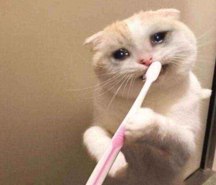 Hình ảnh mèo khóc slay