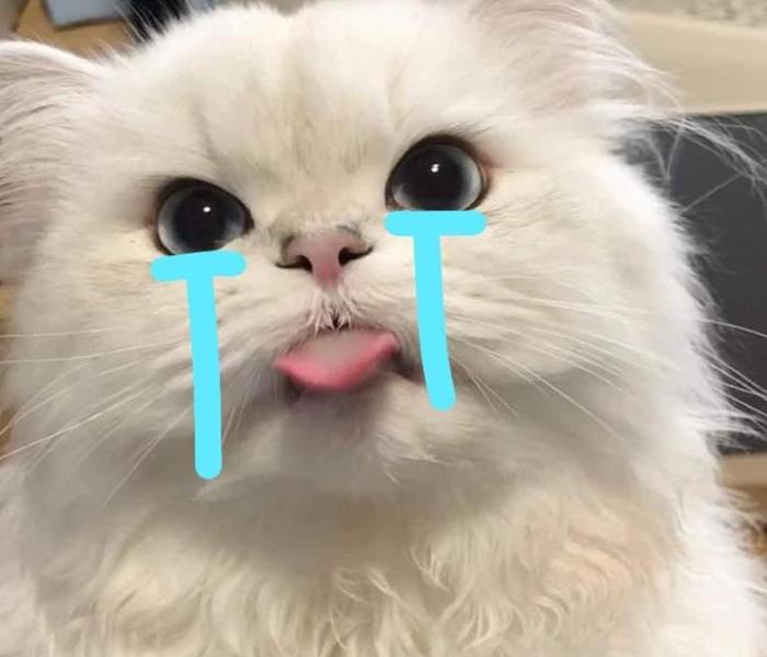 Hình ảnh mèo meme hài hước đáng yêu