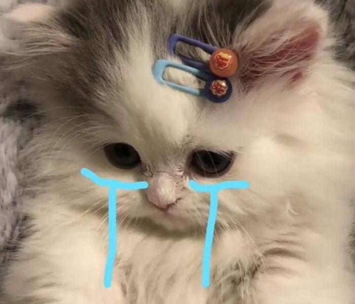 Hình ảnh mèo meme hài hước đáng yêu