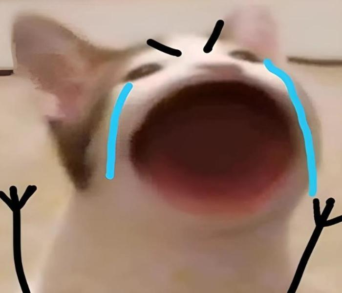 Hình ảnh mèo khóc meme khóc thét