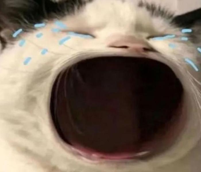 Hình ảnh mèo meme hài hước đáng yêu