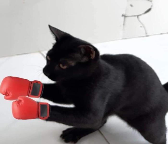 Hình meme mèo bựa, hài hước