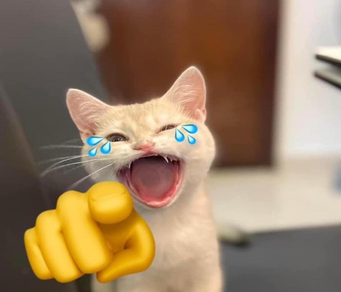 Hình meme mèo bựa, hài hước