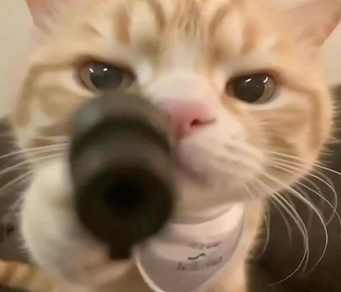 Hình ảnh mèo meme cute
