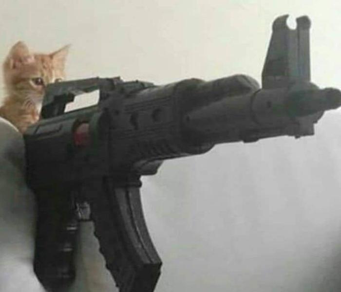 Hình ảnh mèo cầm súng meme hài hước