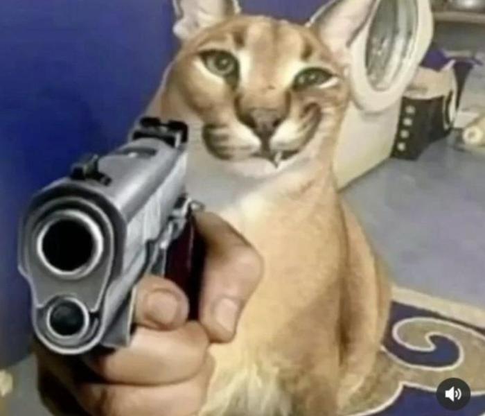 Hình ảnh mèo cầm súng meme hài hước