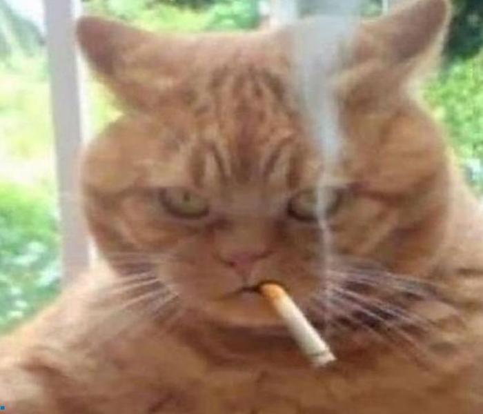 Hình mèo meme ngầu hài hước
