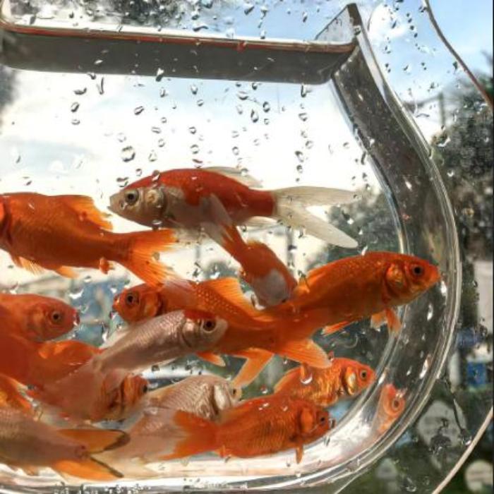 Bộ ảnh cá bơi lội dưới nước siêu đẹp