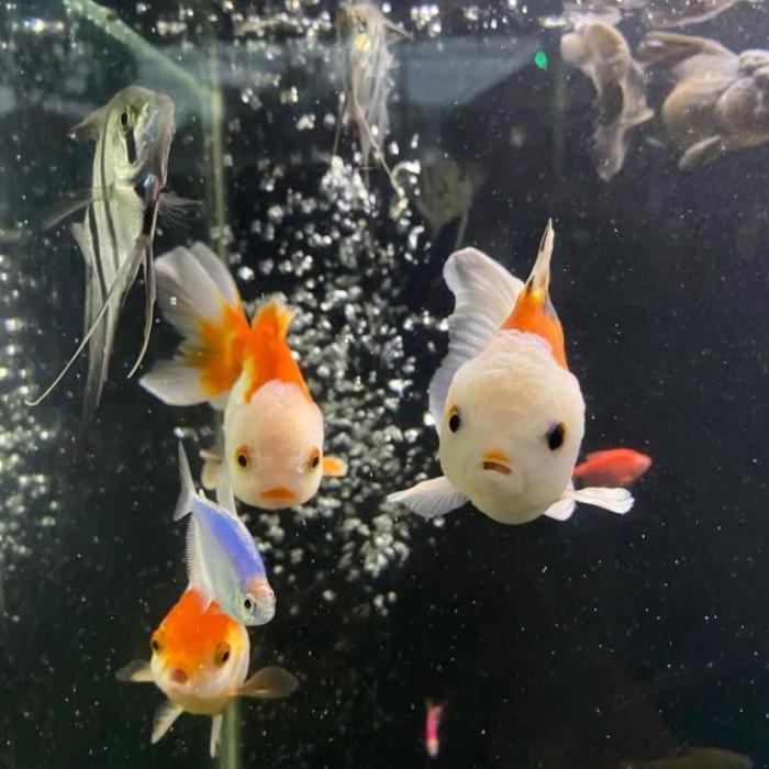 Bộ ảnh cá bơi lội dưới nước siêu đẹp