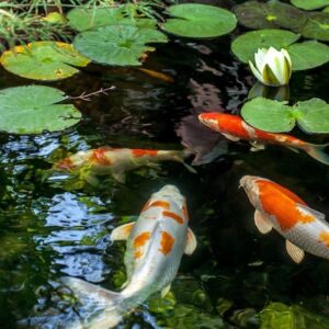 Hình ảnh cá cảnh phổ biến ở Việt Nam