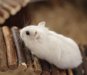 Ảnh con chuột bạch cute đáng yêu