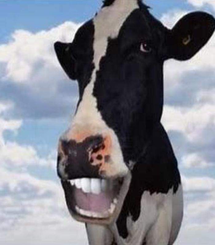Hình ảnh con bò cười hài