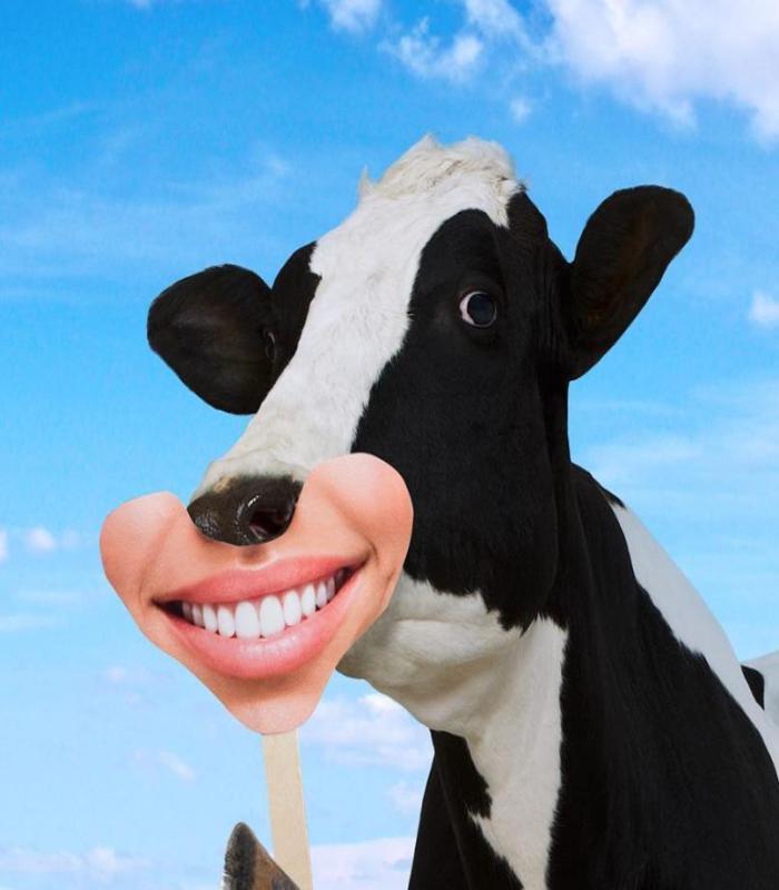 Hình ảnh con bò cười hài