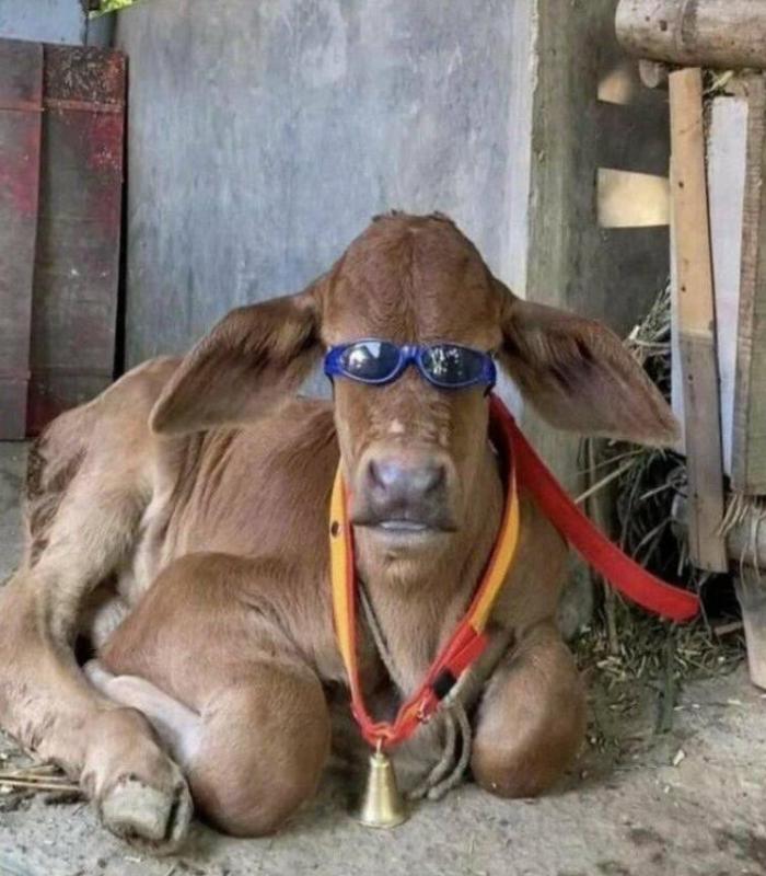 Hình ảnh con bò meme