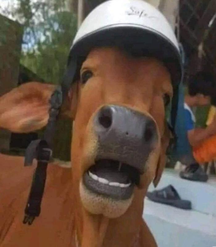 Hình ảnh con bò meme