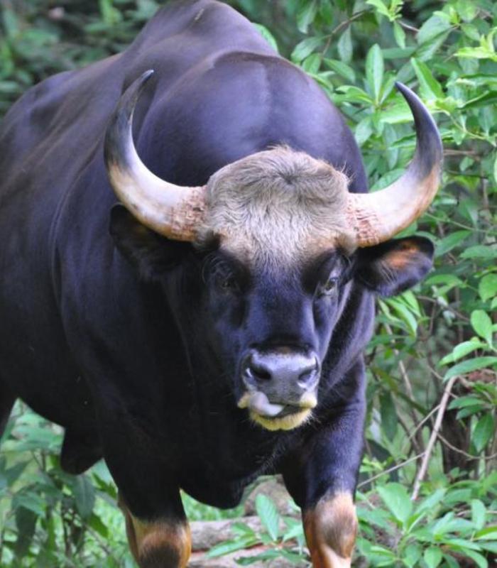 Hình ảnh con bò tót