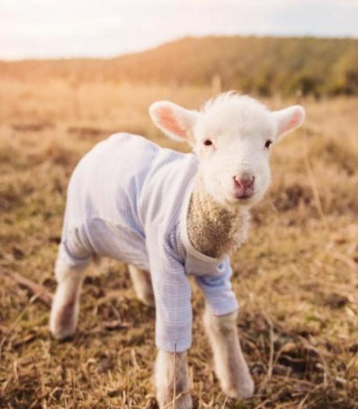 Hình ảnh dê con cute