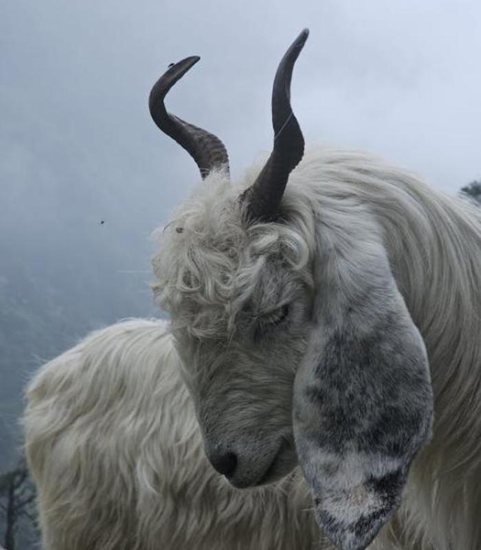 Hình ảnh dê núi